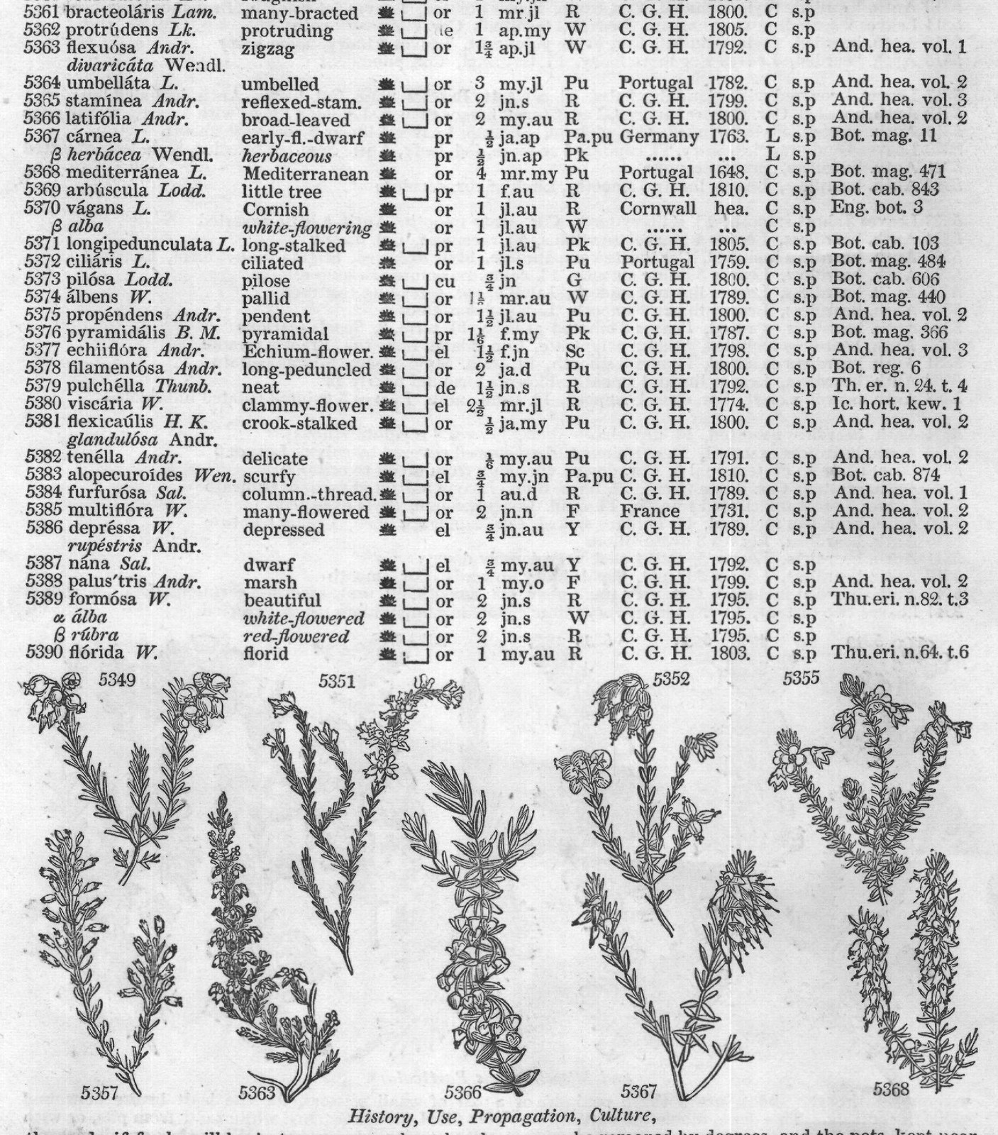 Terebintaceæ (Sp or jn jl W Chili C p or jn) — from Encyclopedia of Plants (1910)