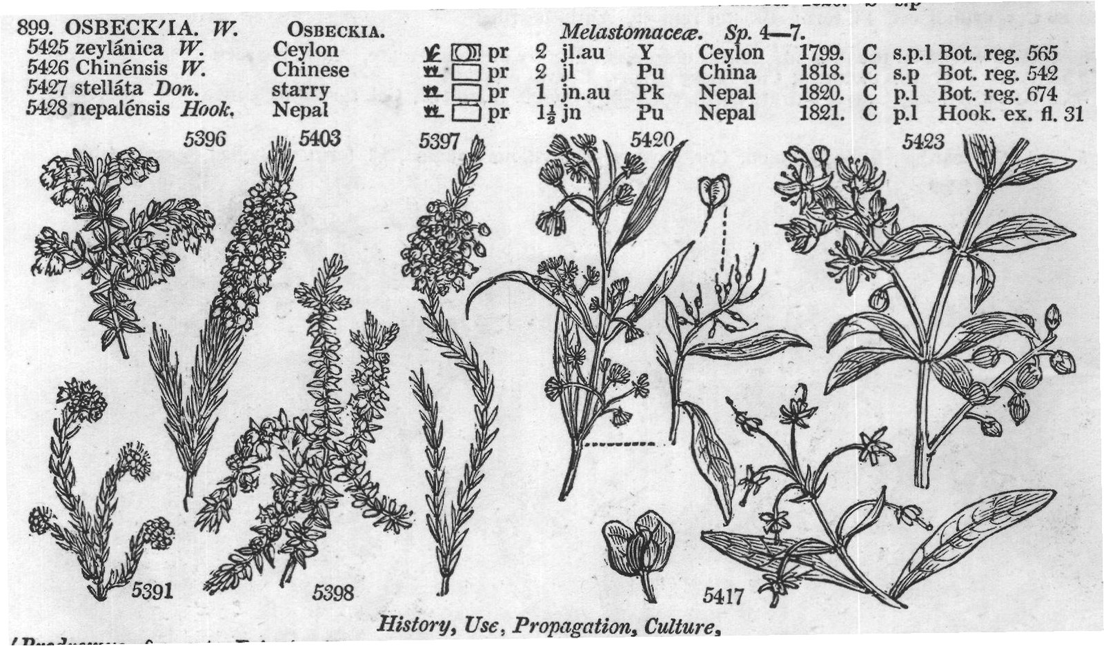 Terebintaceæ (Sp or jn jl W Chili C p or jn) — from Encyclopedia of Plants (1910)