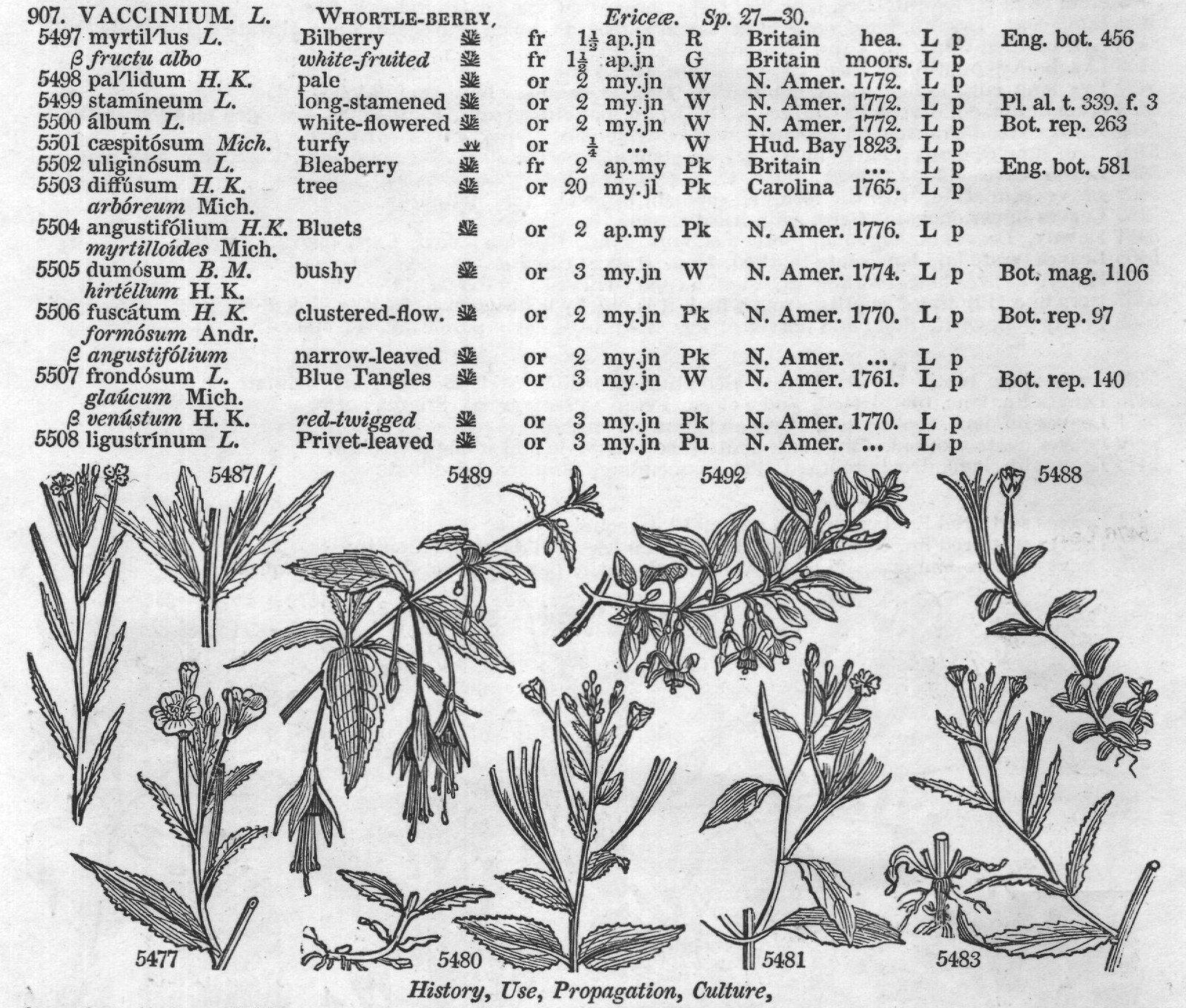 Terebintaceæ (Sp peduncul ta Dec peduncled) — from Encyclopedia of Plants (1910)