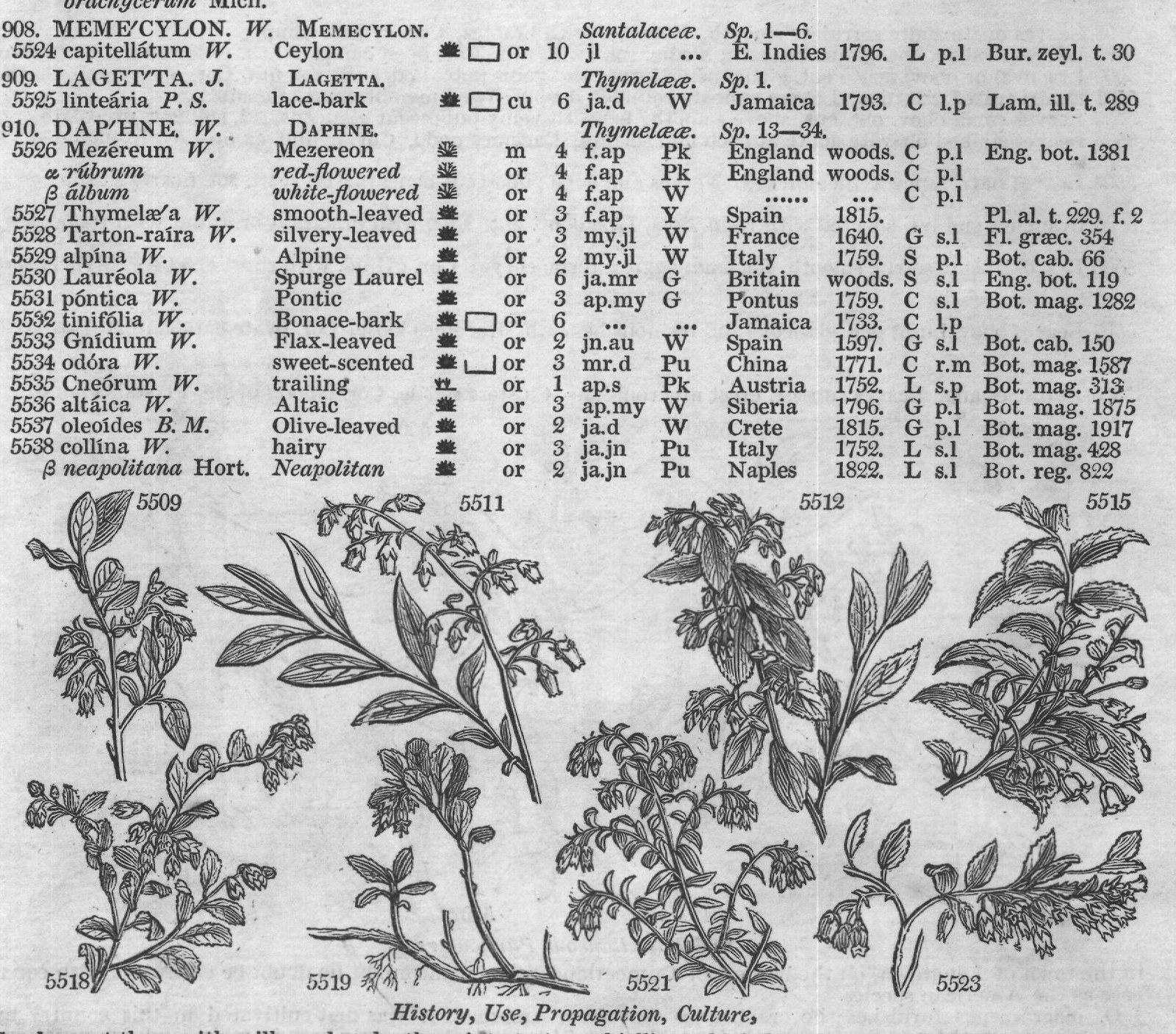 Thymelaa — from Encyclopedia of Plants (1910)