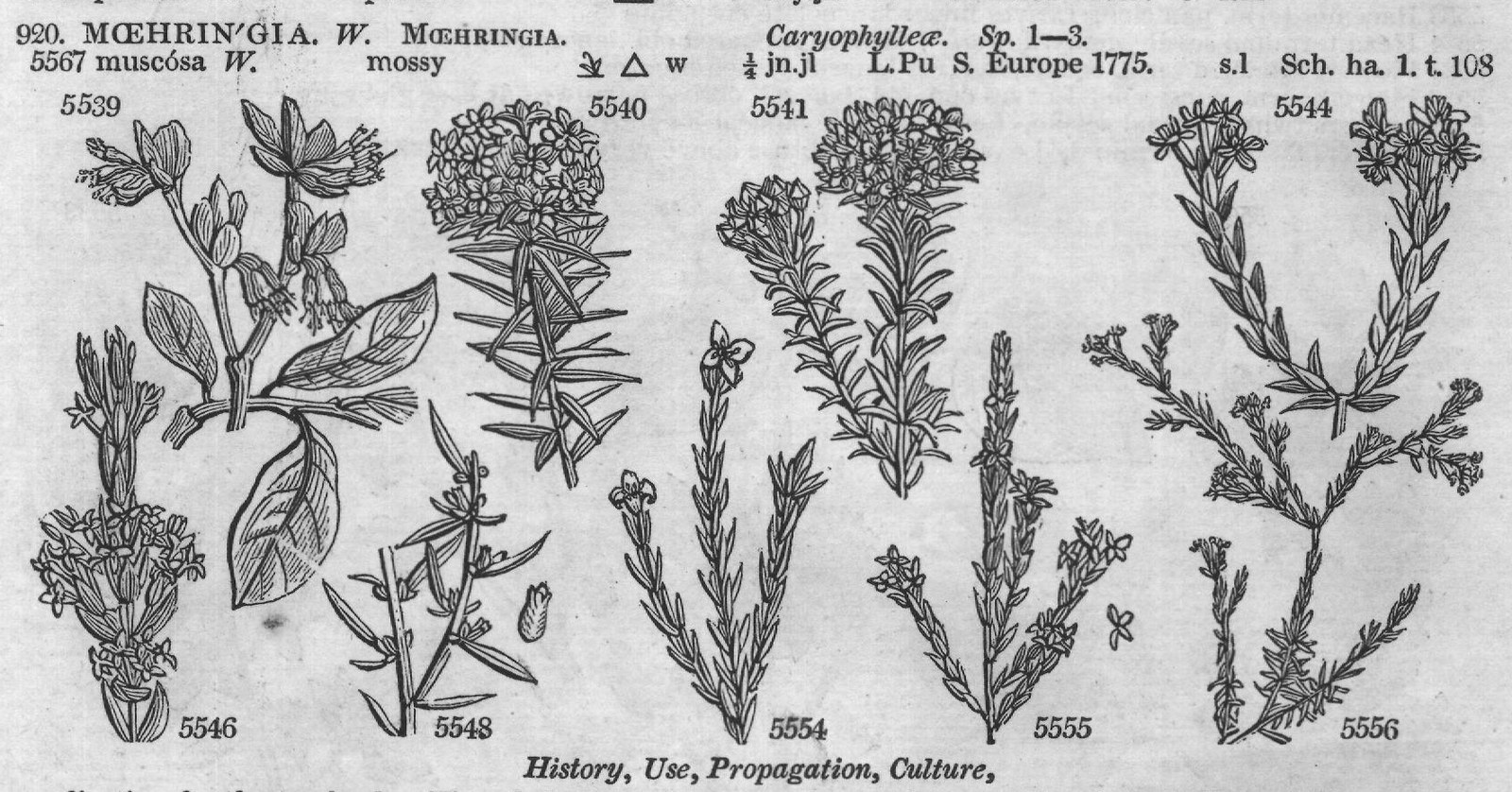 Thymelææ (Sp my jn Pa Y C G H ap au Pa Y) — from Encyclopedia of Plants (1910)