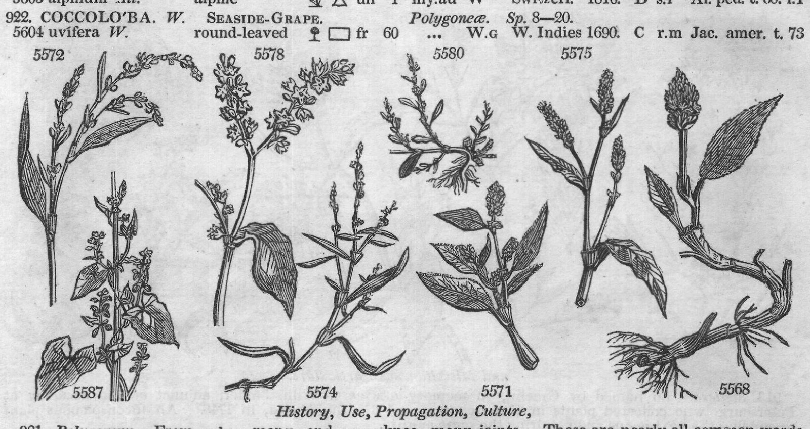History, Use, Propagation, Culture,