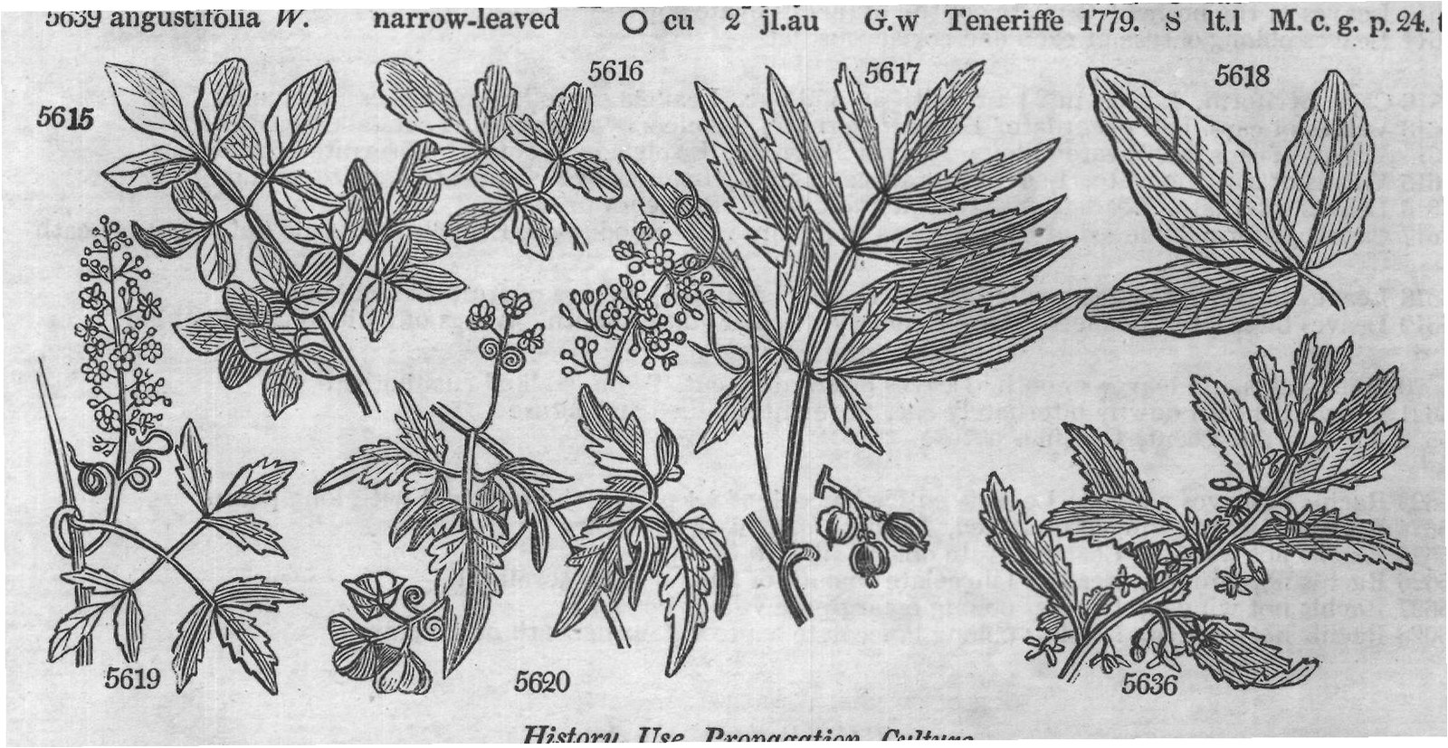 Urticeæ (Sp whorl-flowered cu ap s) — from Encyclopedia of Plants (1910)