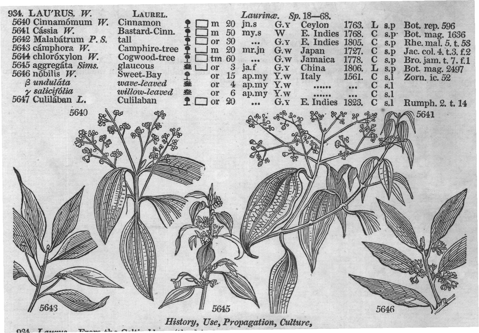 Urticeæ (Sp whorl-flowered cu ap s) — from Encyclopedia of Plants (1910)