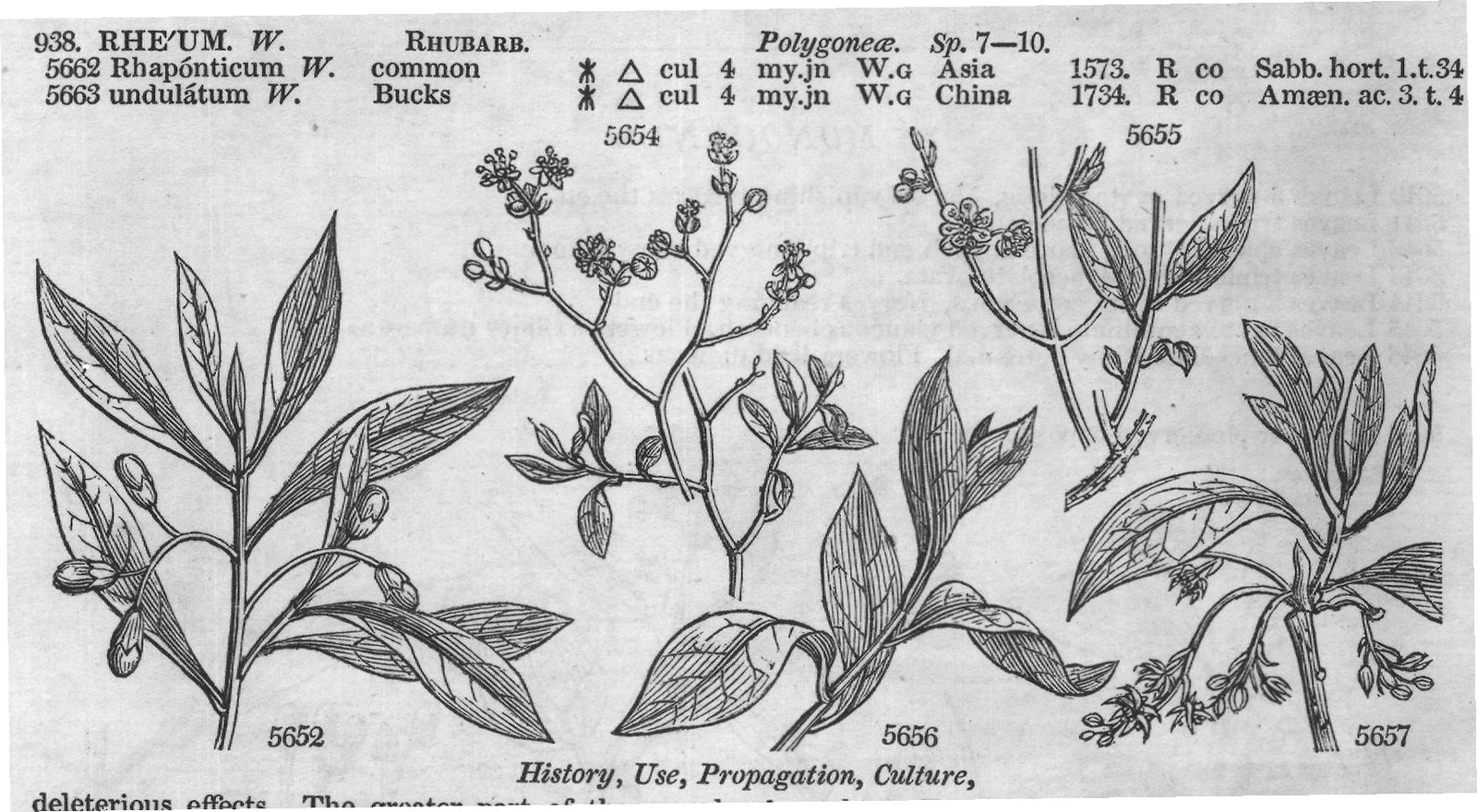 Urticeæ (Sp whorl-flowered cu ap s) — from Encyclopedia of Plants (1910)