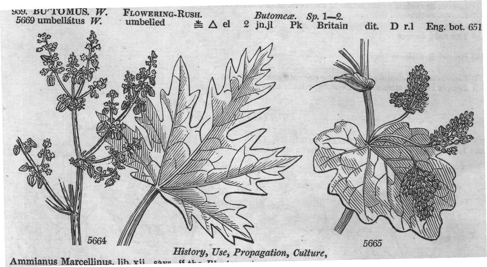 Urticeæ (Sp whorl-flowered cu ap s) — from Encyclopedia of Plants (1910)