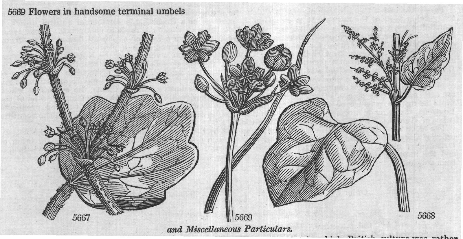 Urticeæ (Sp whorl-flowered cu ap s) — from Encyclopedia of Plants (1910)