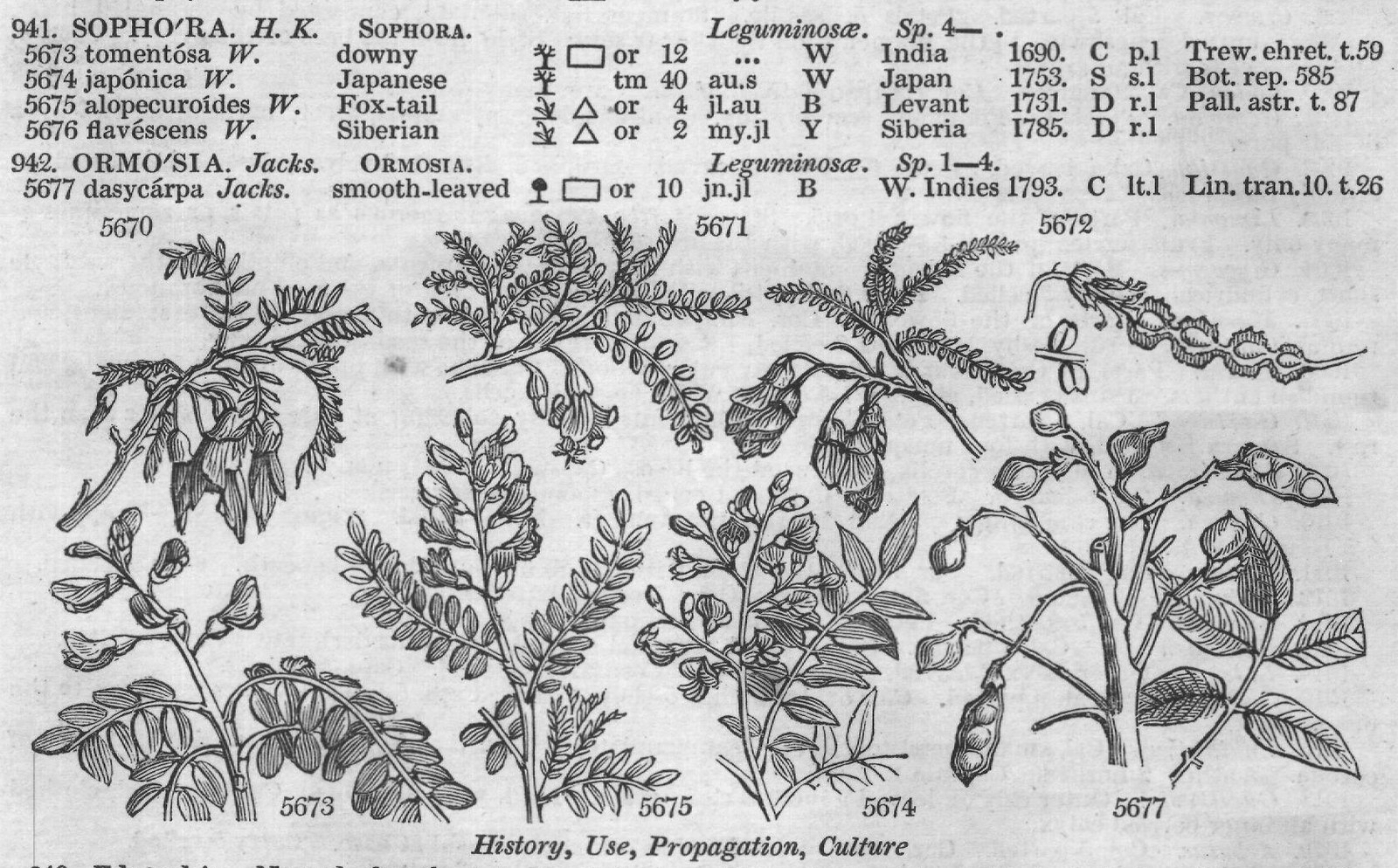 Urticeæ (Sp whorl-flowered cu ap s) — from Encyclopedia of Plants (1910)