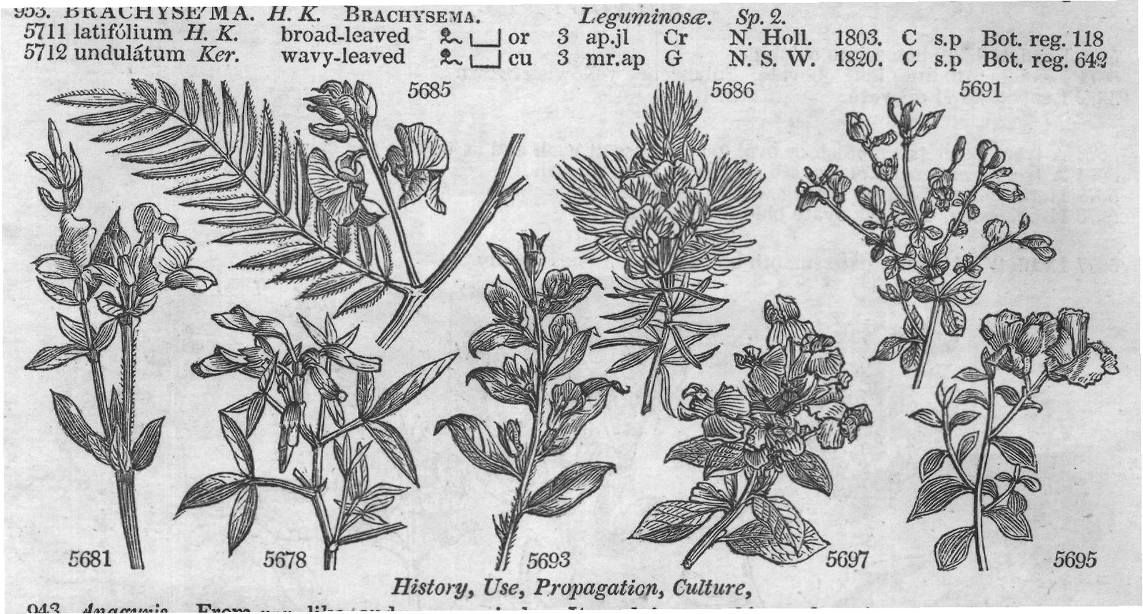 Urticeæ (Sp whorl-flowered cu ap s) — from Encyclopedia of Plants (1910)
