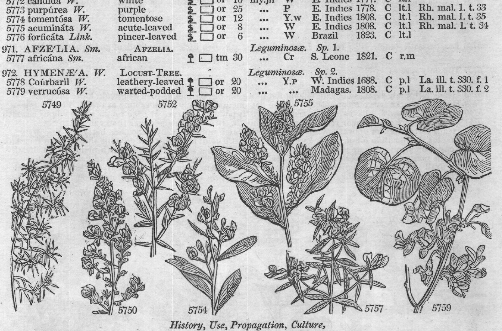 Leguminosæ (Sp or ap jl Y N S W C s l p) — from Encyclopedia of Plants (1910)