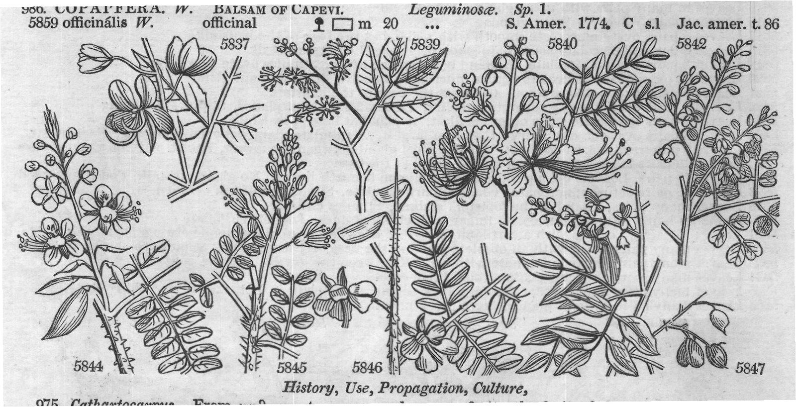 Madagas — from Encyclopedia of Plants (1910)
