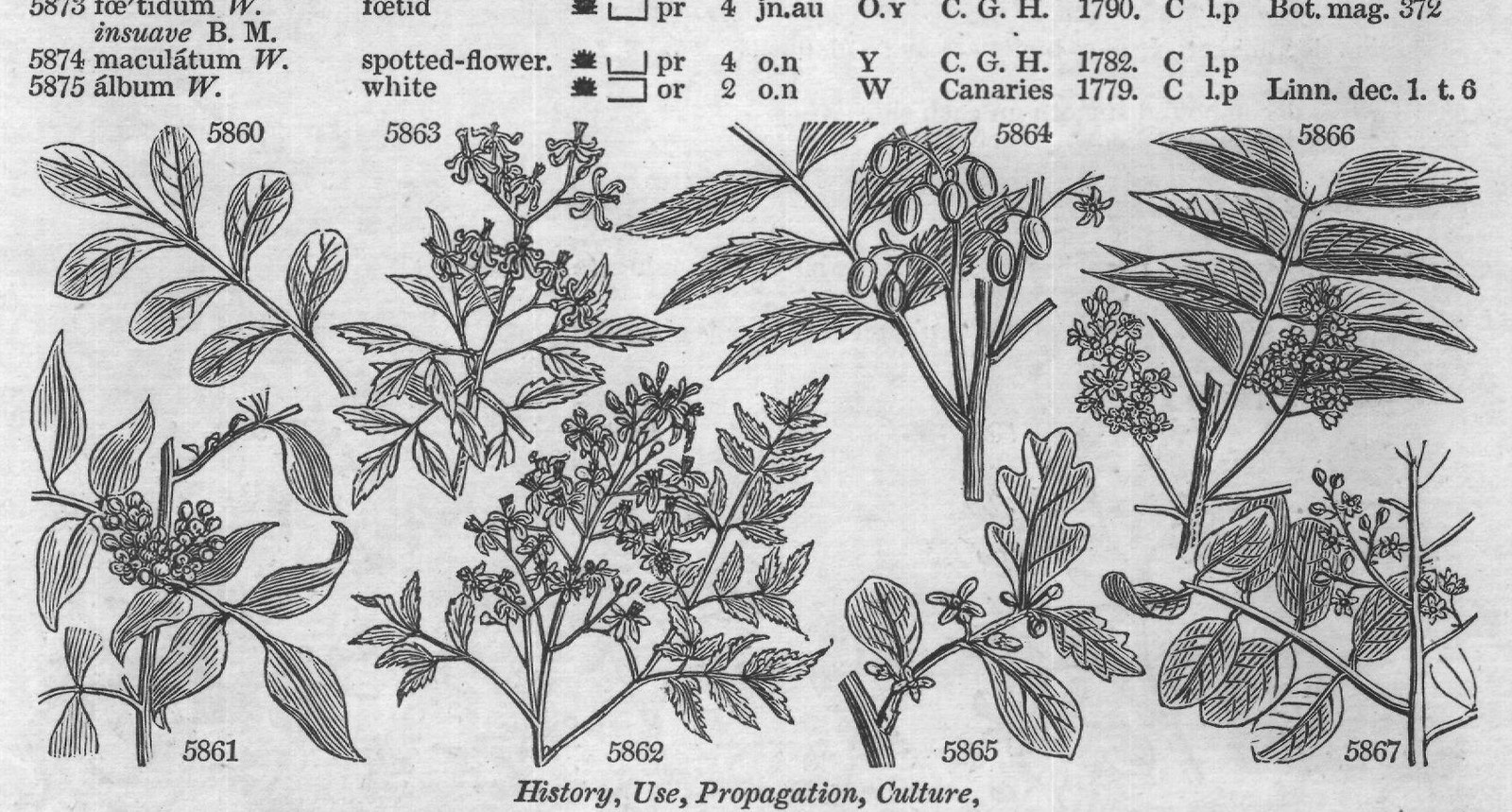 Meliaceæ (Sp or jn jl W or jn jl W CLASS) — from Encyclopedia of Plants (1910)