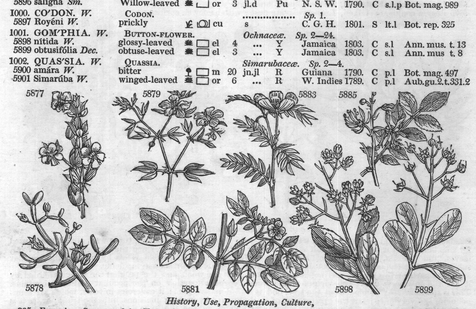 Meliaceæ (Sp common tm R) — from Encyclopedia of Plants (1910)