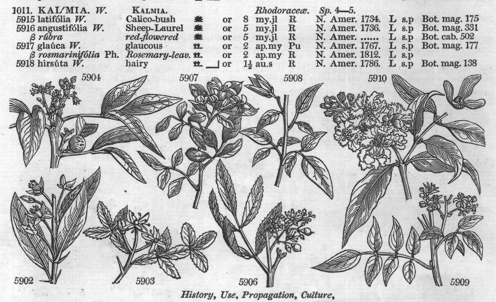 Meliaceæ (Sp common tm R) — from Encyclopedia of Plants (1910)