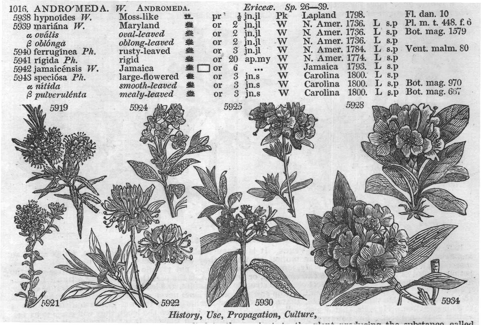 Monotropeæ — from Encyclopedia of Plants (1910)