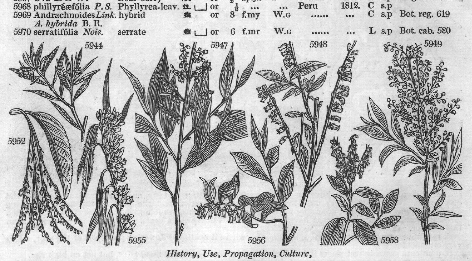 Newfoun — from Encyclopedia of Plants (1910)