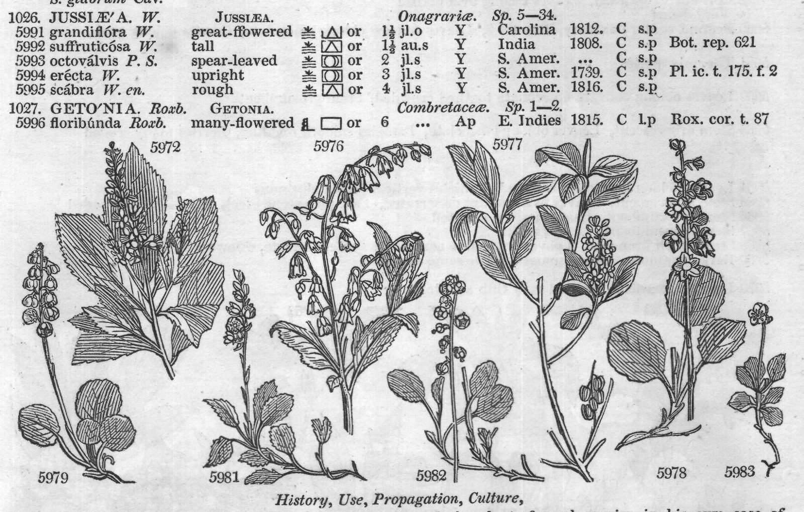 Ericeæ — from Encyclopedia of Plants (1910)