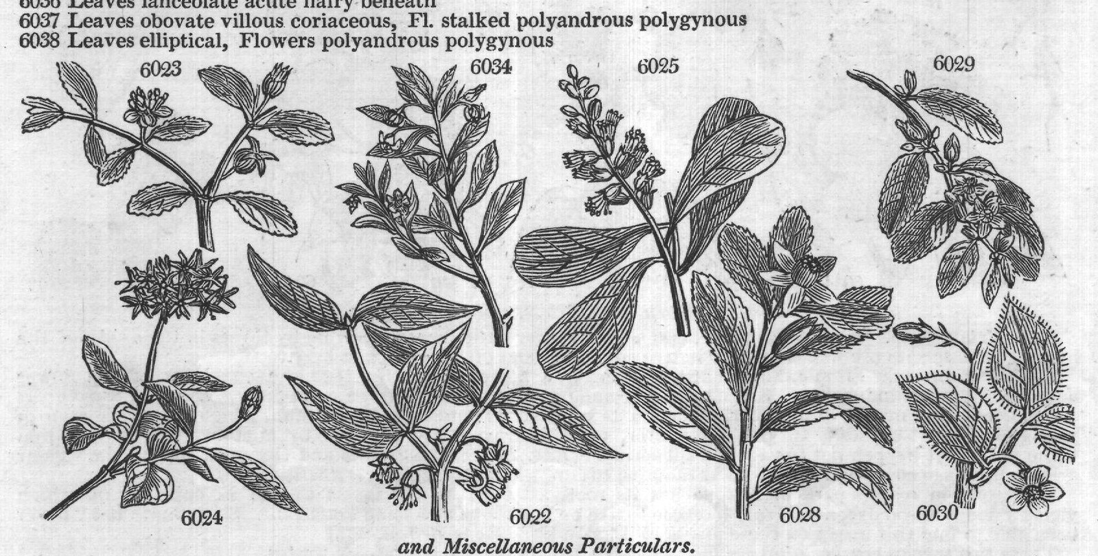Ericeæ (Sp macul ta Ph spotted-leaved) — from Encyclopedia of Plants (1910)