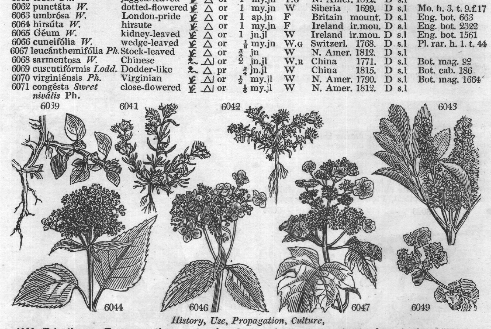 History, Use, Propagation, Culture,