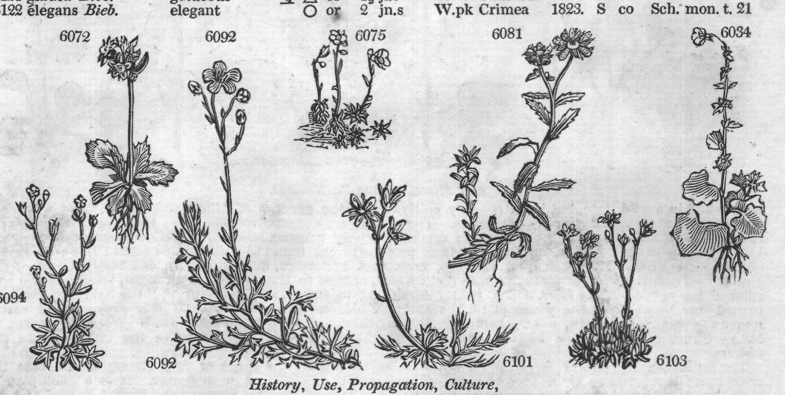 Ericeæ (Sp macul ta Ph spotted-leaved) — from Encyclopedia of Plants (1910)