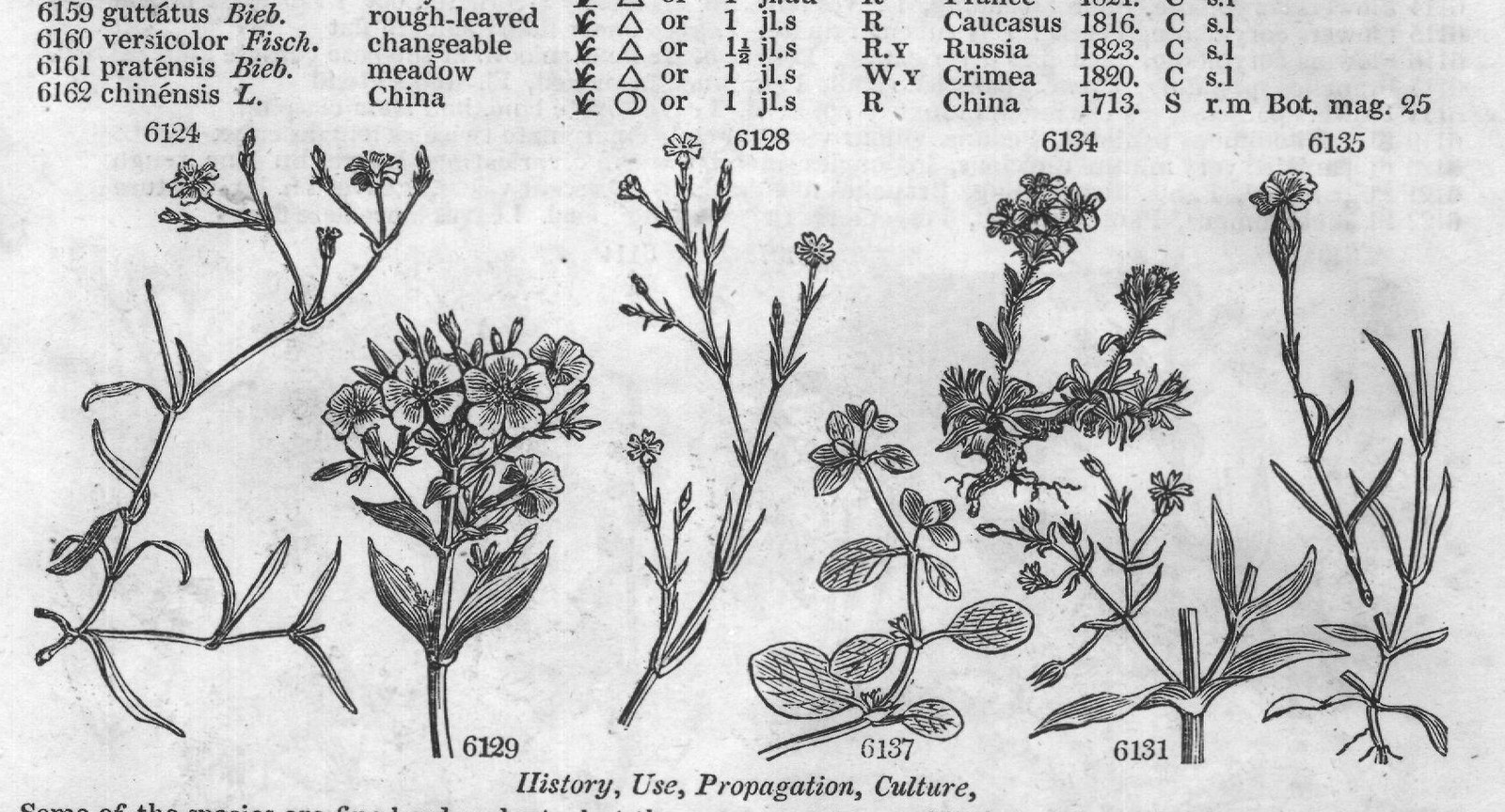 Ericeæ (Sp macul ta Ph spotted-leaved) — from Encyclopedia of Plants (1910)