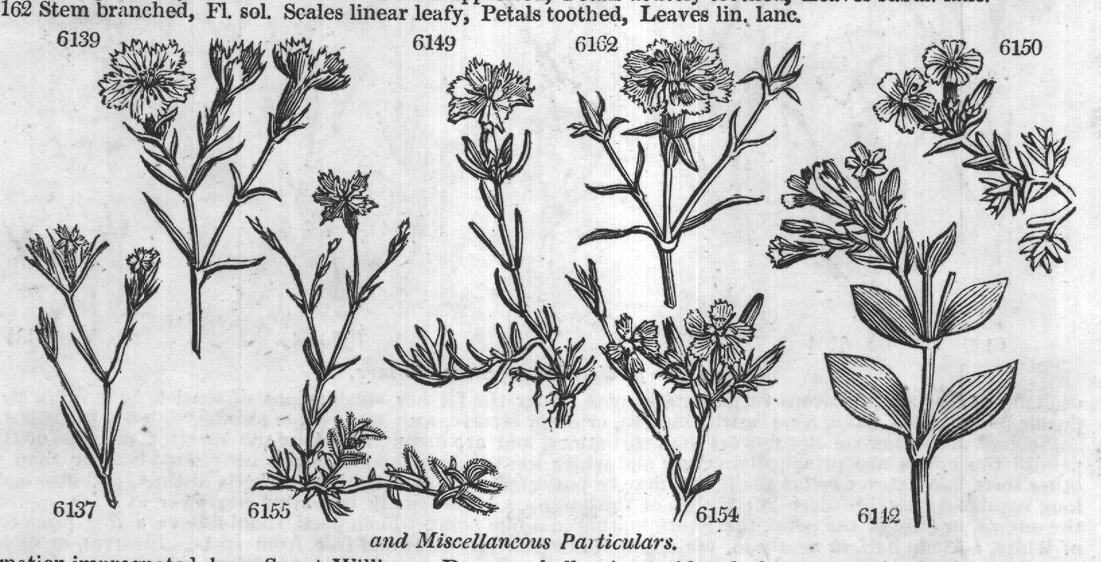 Ericeæ (Sp macul ta Ph spotted-leaved) — from Encyclopedia of Plants (1910)