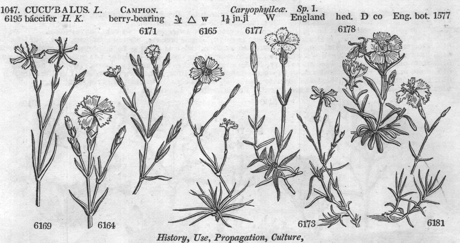 Ericeæ (Sp macul ta Ph spotted-leaved) — from Encyclopedia of Plants (1910)