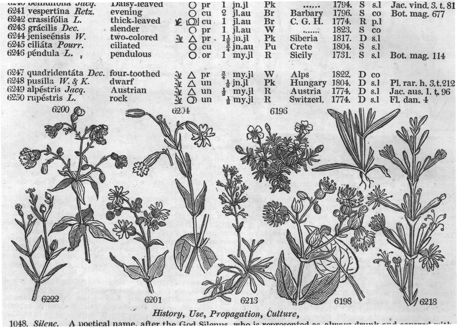 History, Use, Propagation, Culture,
