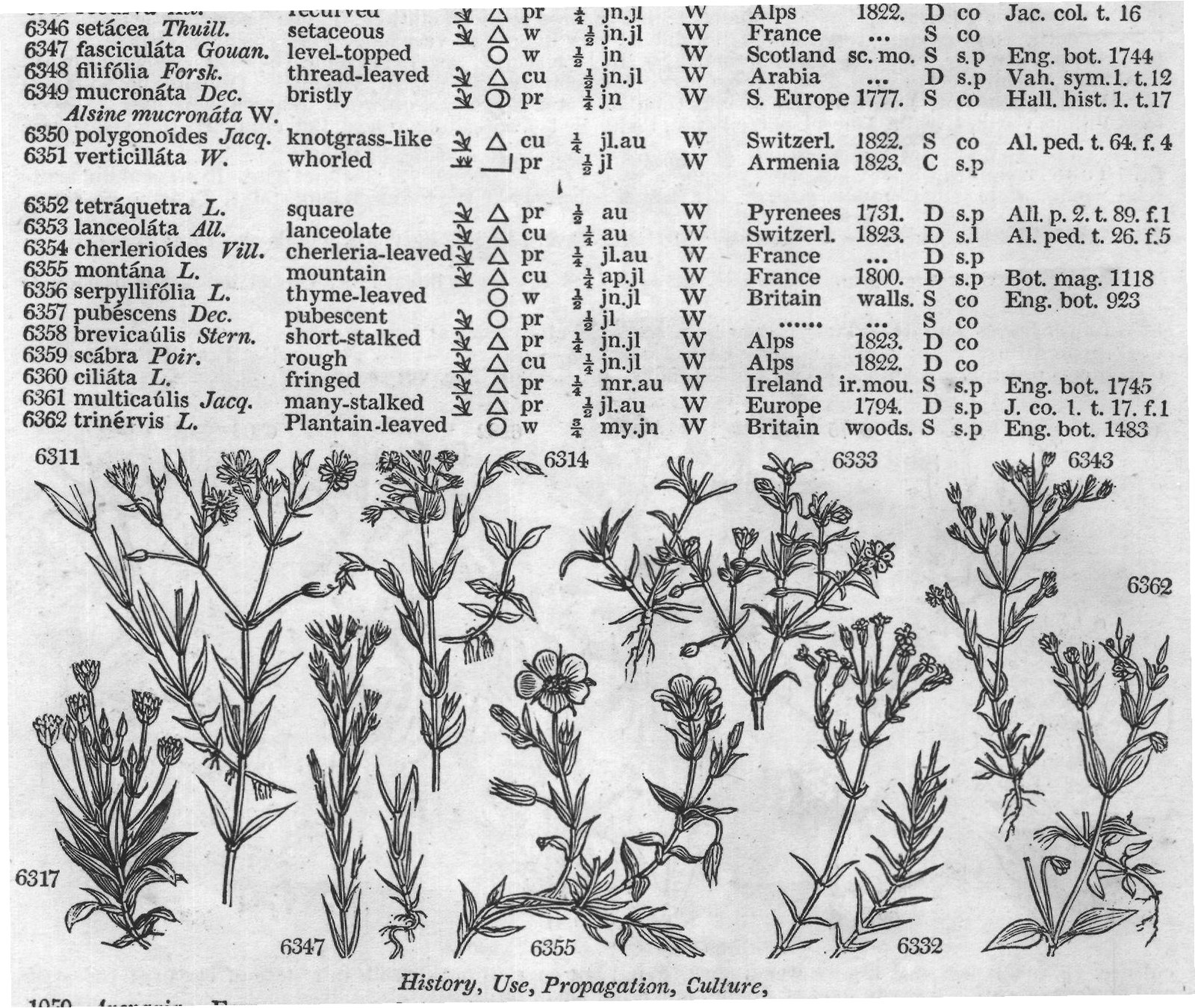 Ericeæ (Sp macul ta Ph spotted-leaved) — from Encyclopedia of Plants (1910)