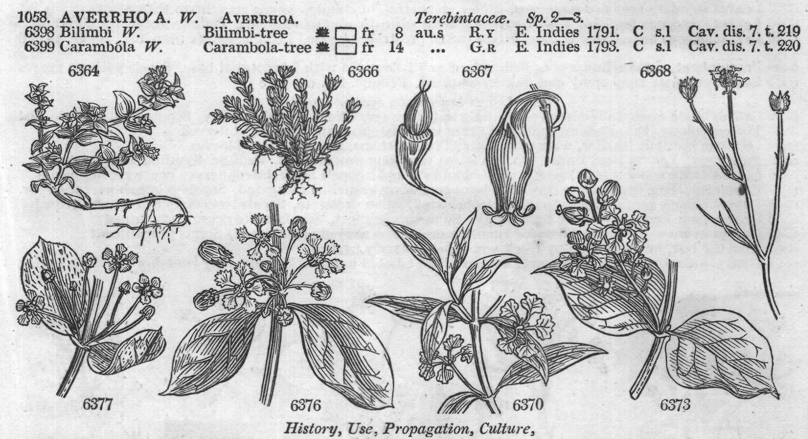Ericeæ (Sp macul ta Ph spotted-leaved) — from Encyclopedia of Plants (1910)