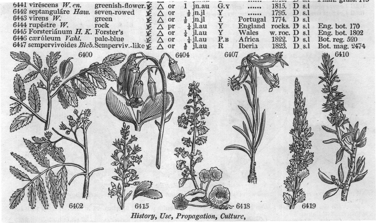 Ericeæ (Sp macul ta Ph spotted-leaved) — from Encyclopedia of Plants (1910)