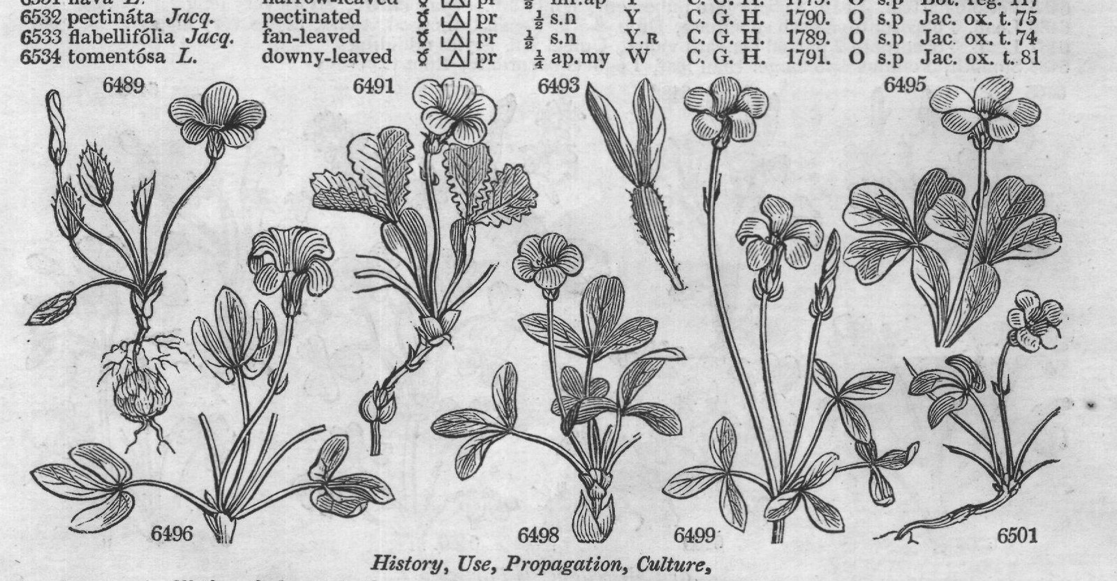 Ericeæ (Sp macul ta Ph spotted-leaved) — from Encyclopedia of Plants (1910)