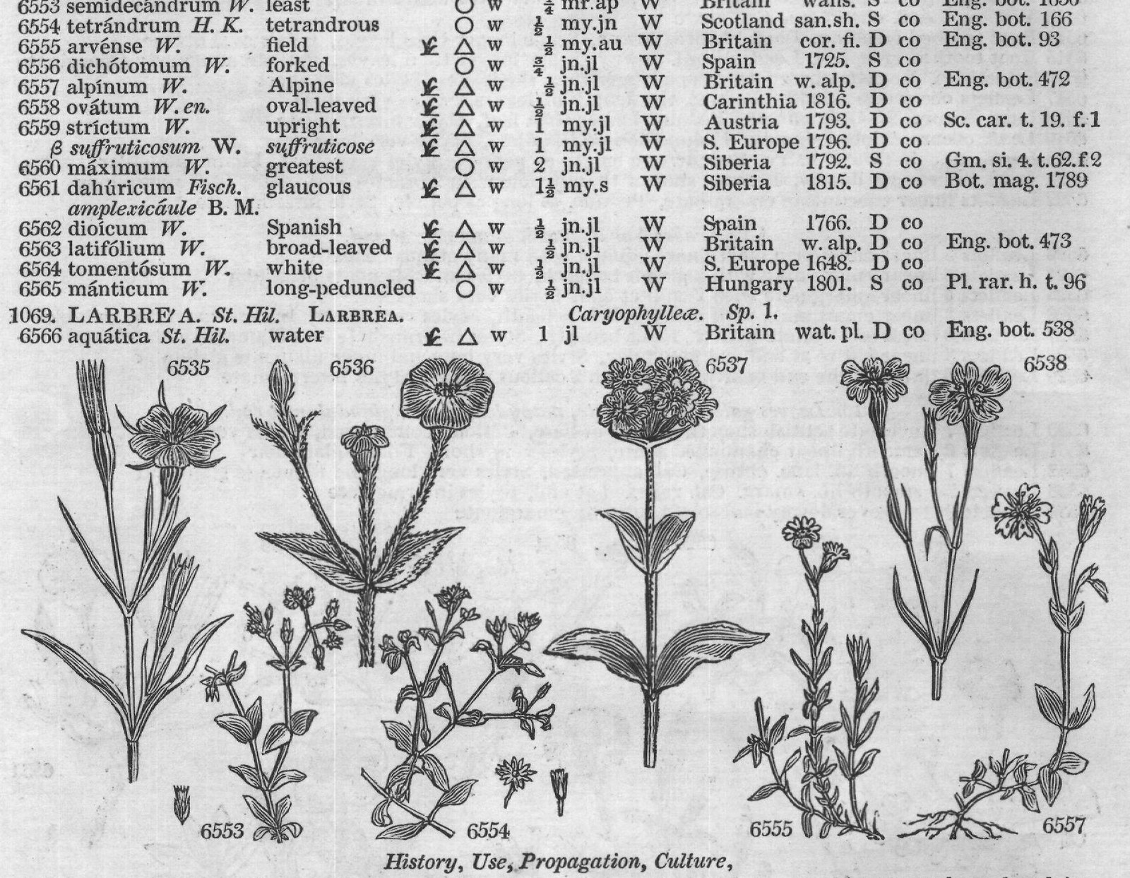 Ericeæ (Sp macul ta Ph spotted-leaved) — from Encyclopedia of Plants (1910)