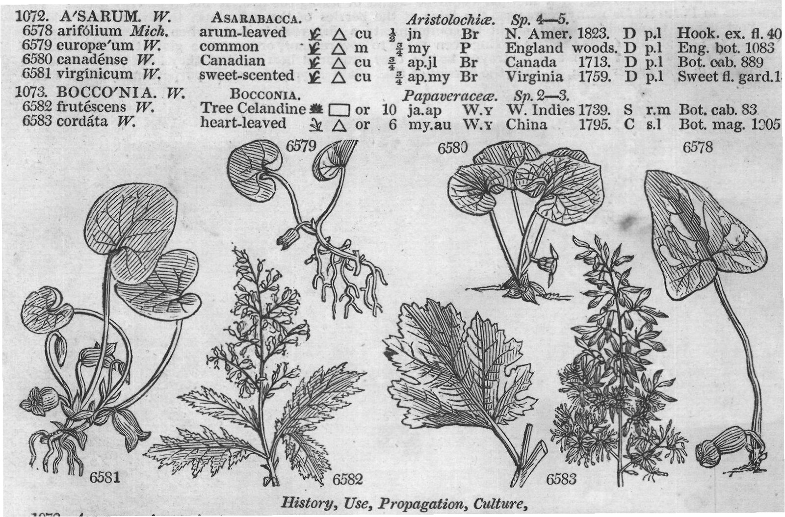 History, Use, Propagation, Culture,