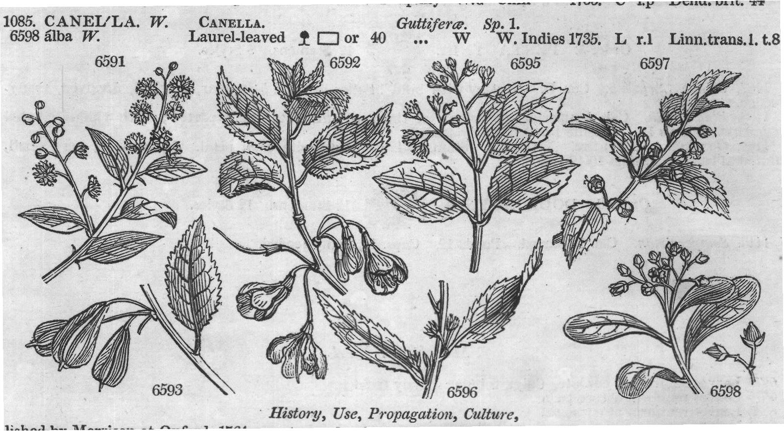 Ericeæ (Sp macul ta Ph spotted-leaved) — from Encyclopedia of Plants (1910)
