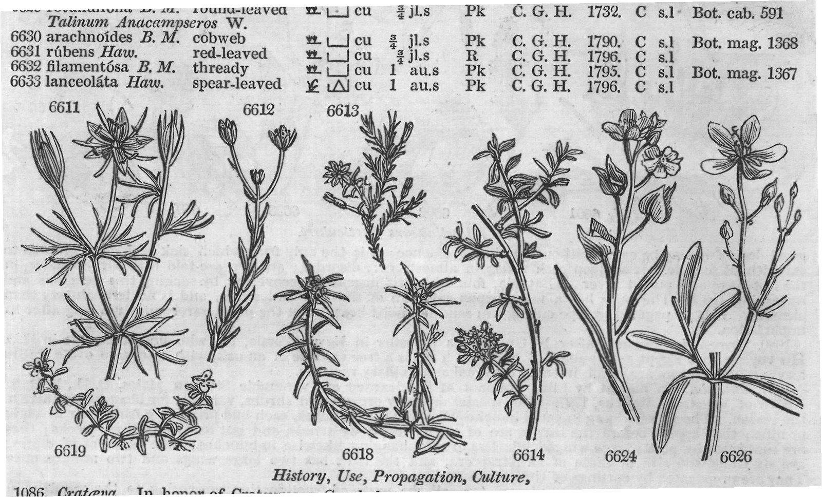Ericeæ (Sp macul ta Ph spotted-leaved) — from Encyclopedia of Plants (1910)