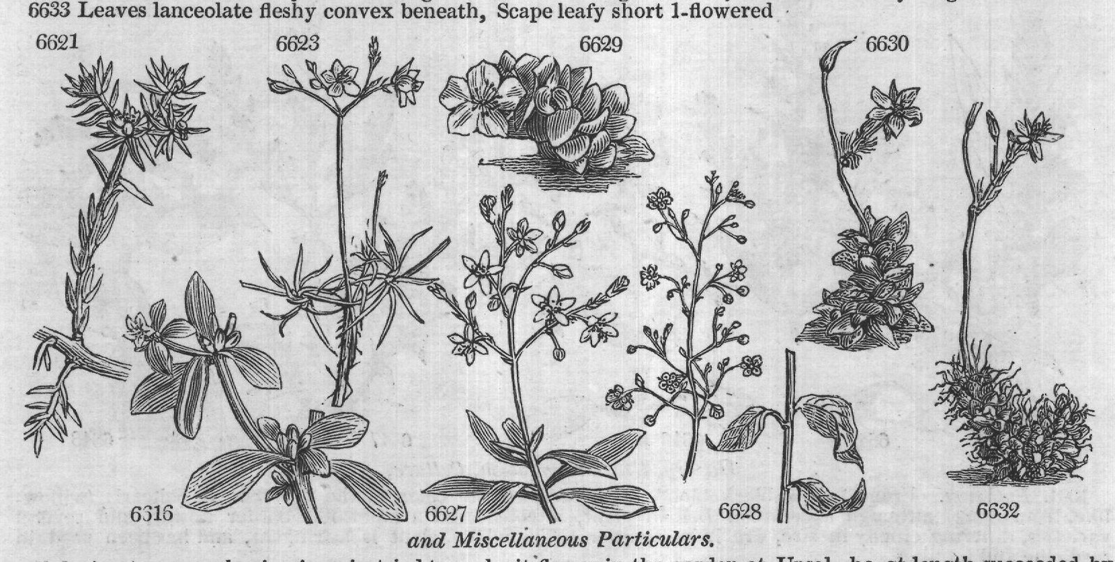 Ericeæ (Sp macul ta Ph spotted-leaved) — from Encyclopedia of Plants (1910)