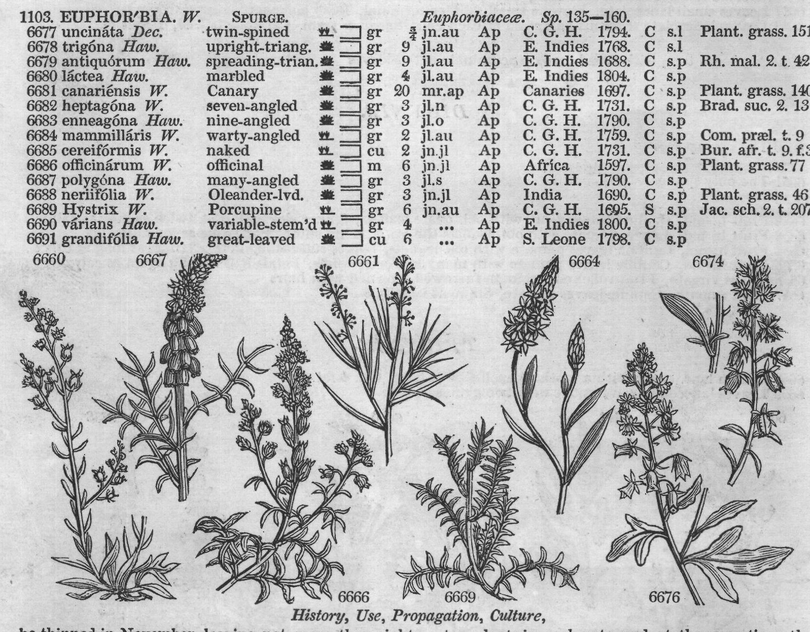 Euphorbiaceæ (Sp twin-spined gr jn au Ap C G) — from Encyclopedia of Plants (1910)