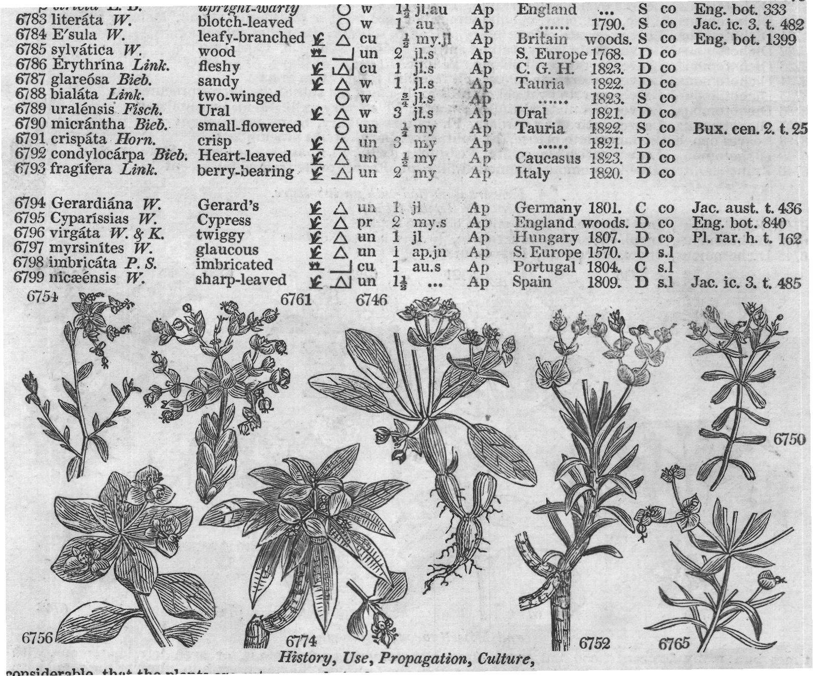 Euphorbiaceæ (Sp twin-spined gr jn au Ap C G) — from Encyclopedia of Plants (1910)