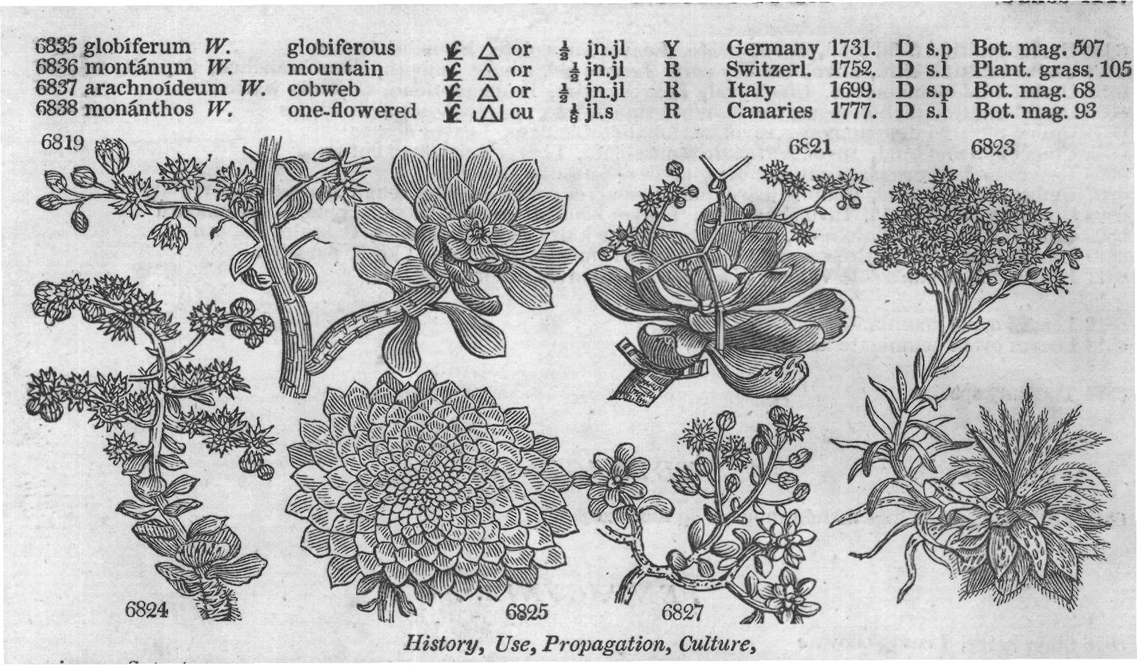 History, Use, Propagation, Culture,