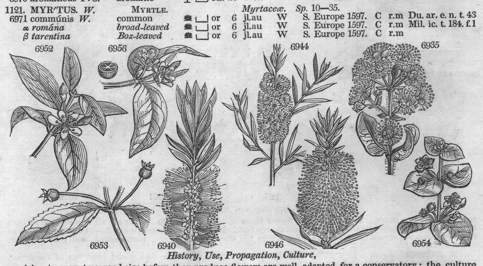 Exot (Bot t florib nda Sm) — from Encyclopedia of Plants (1910)