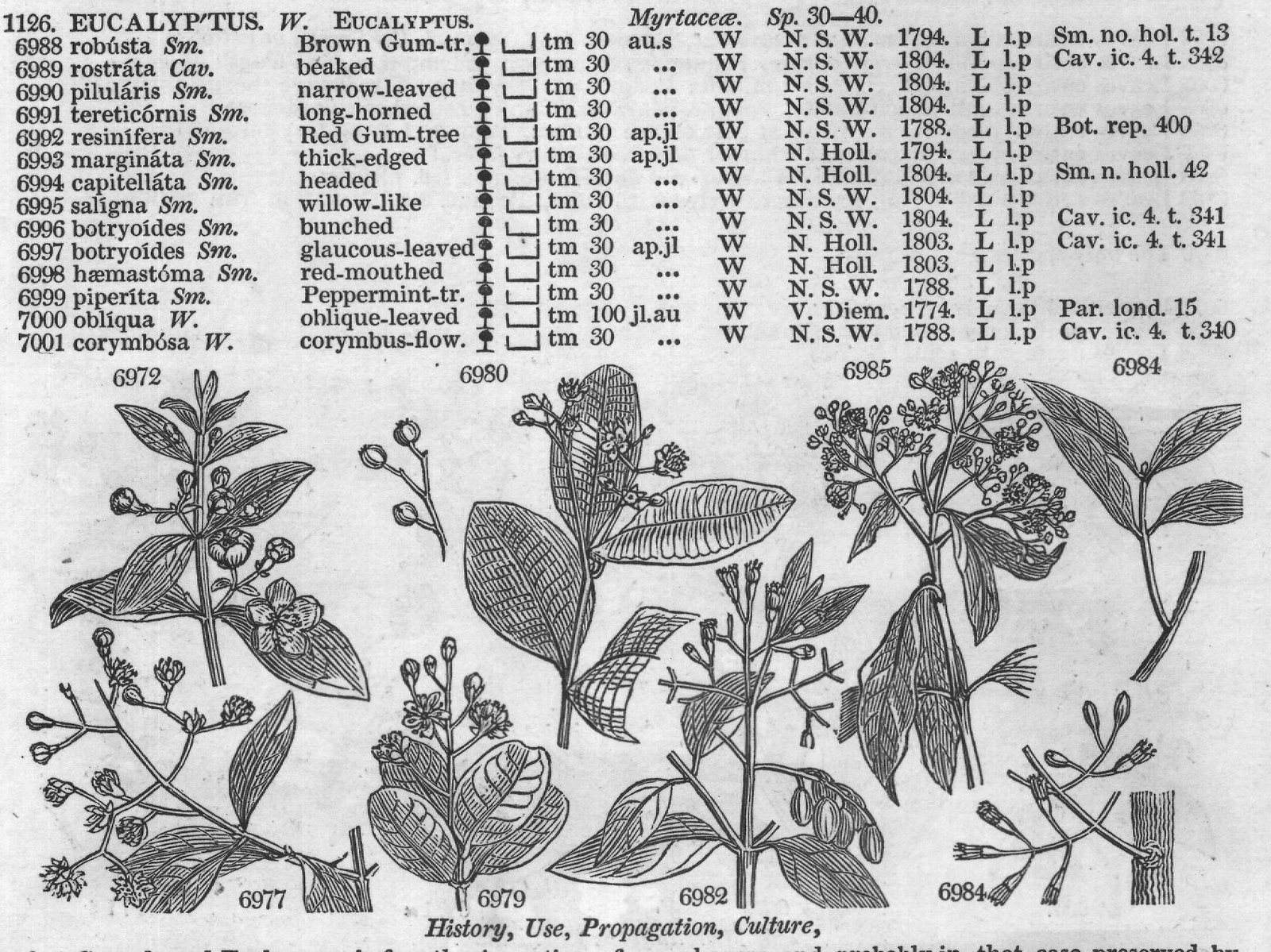 Exot (Bot t florib nda Sm) — from Encyclopedia of Plants (1910)