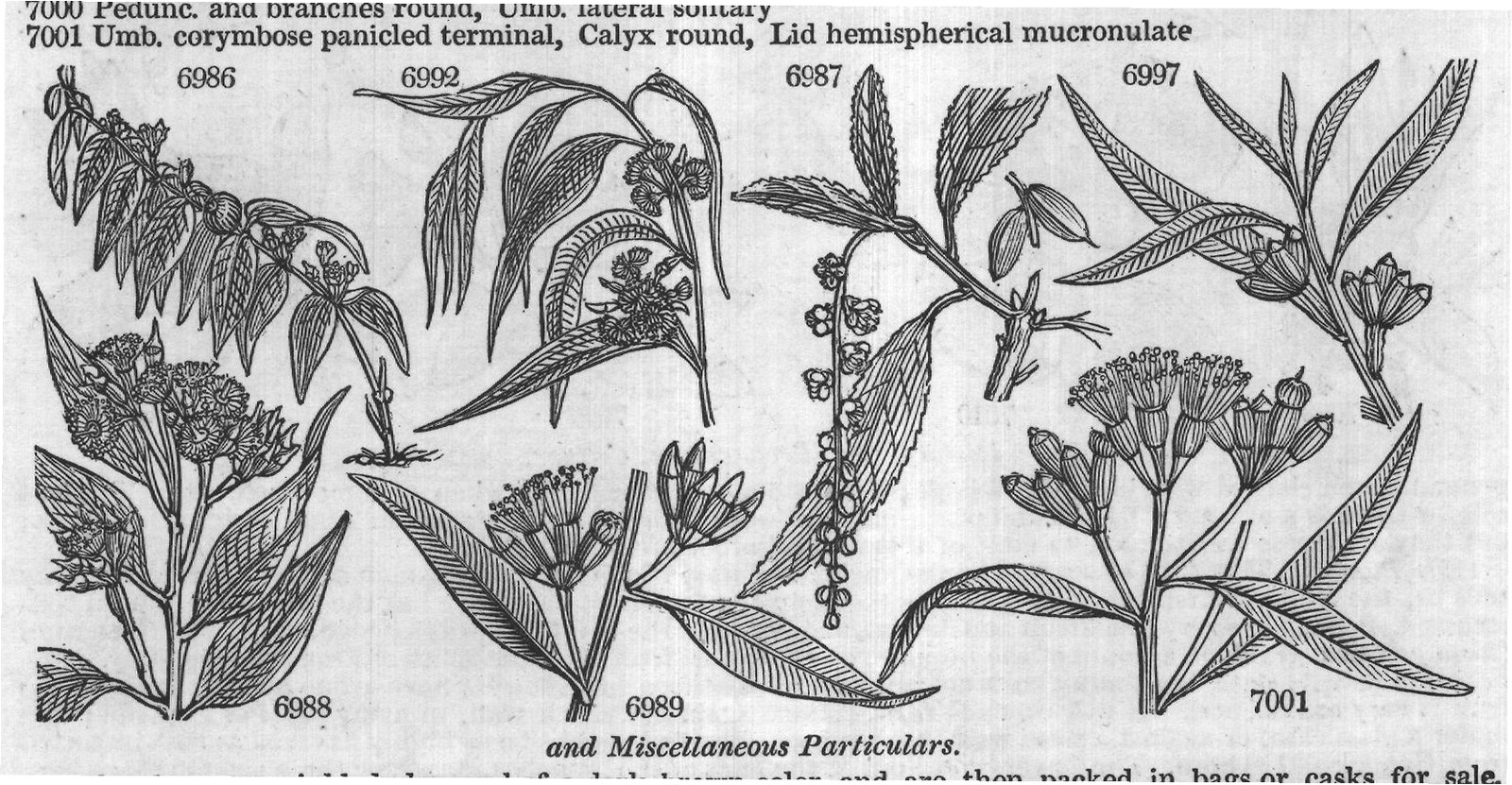 and Miscellaneous Particulars.