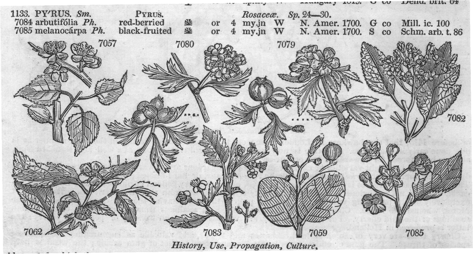 Exot (Bot t florib nda Sm) — from Encyclopedia of Plants (1910)