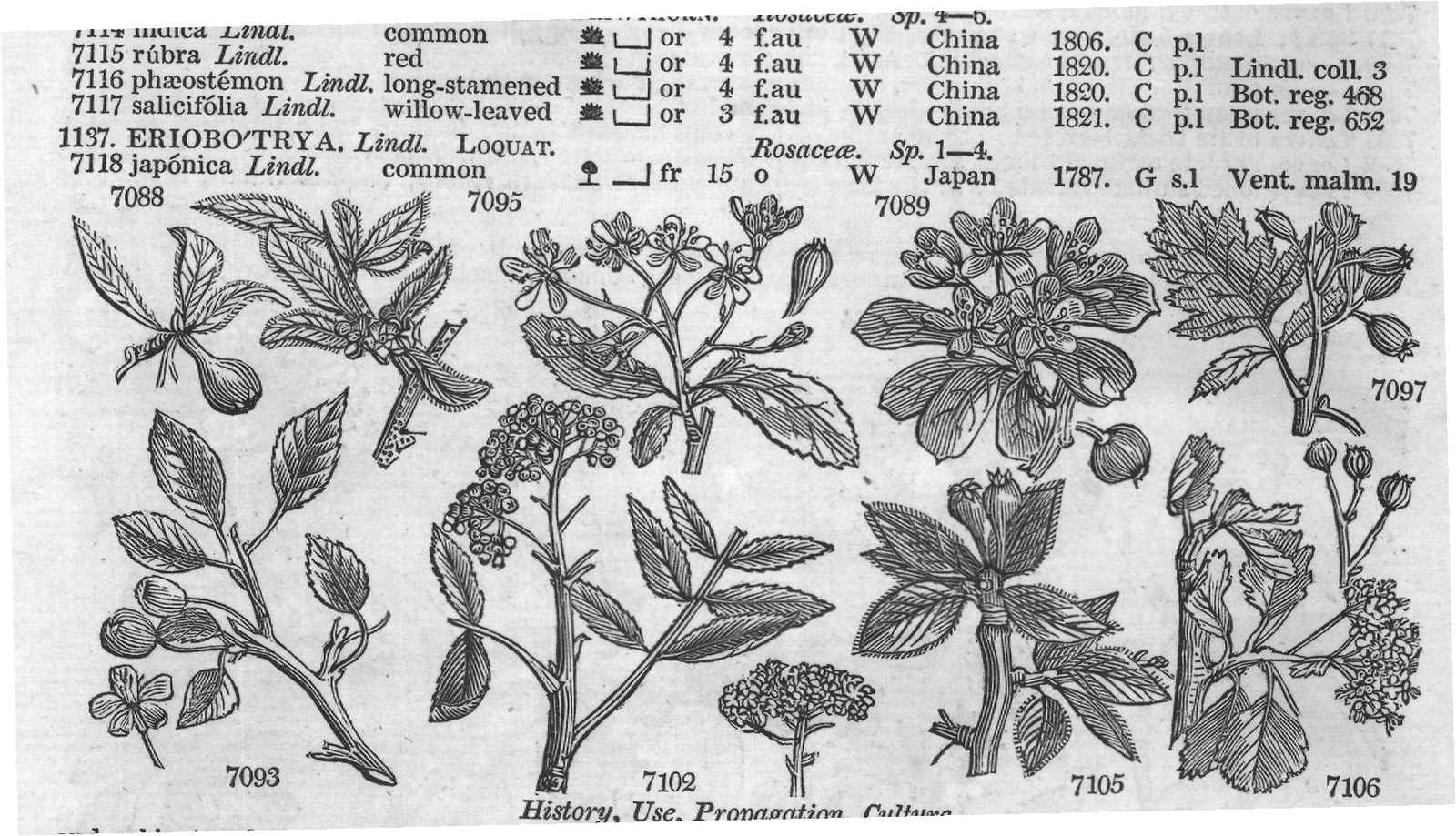 Exot (Bot t florib nda Sm) — from Encyclopedia of Plants (1910)