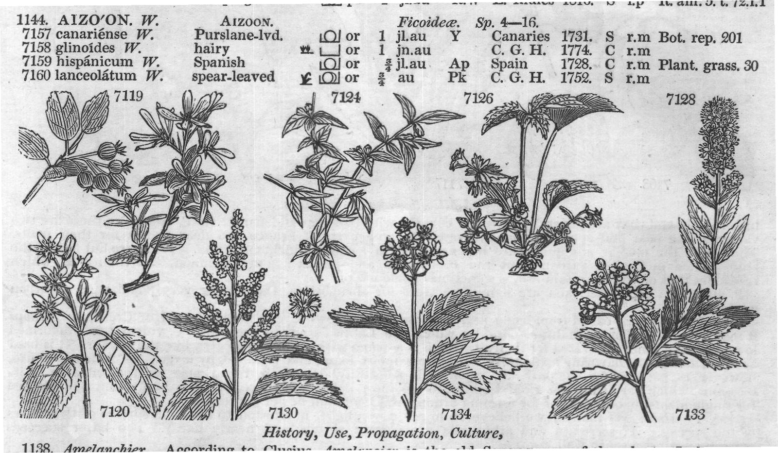 Ficoideæ (Sp jn jl R w W Indies Cr m La) — from Encyclopedia of Plants (1910)