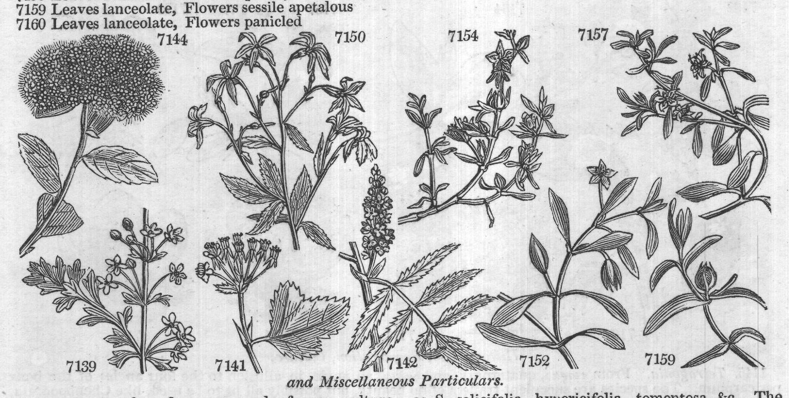 Ficoideæ (Sp jn jl R w W Indies Cr m La) — from Encyclopedia of Plants (1910)