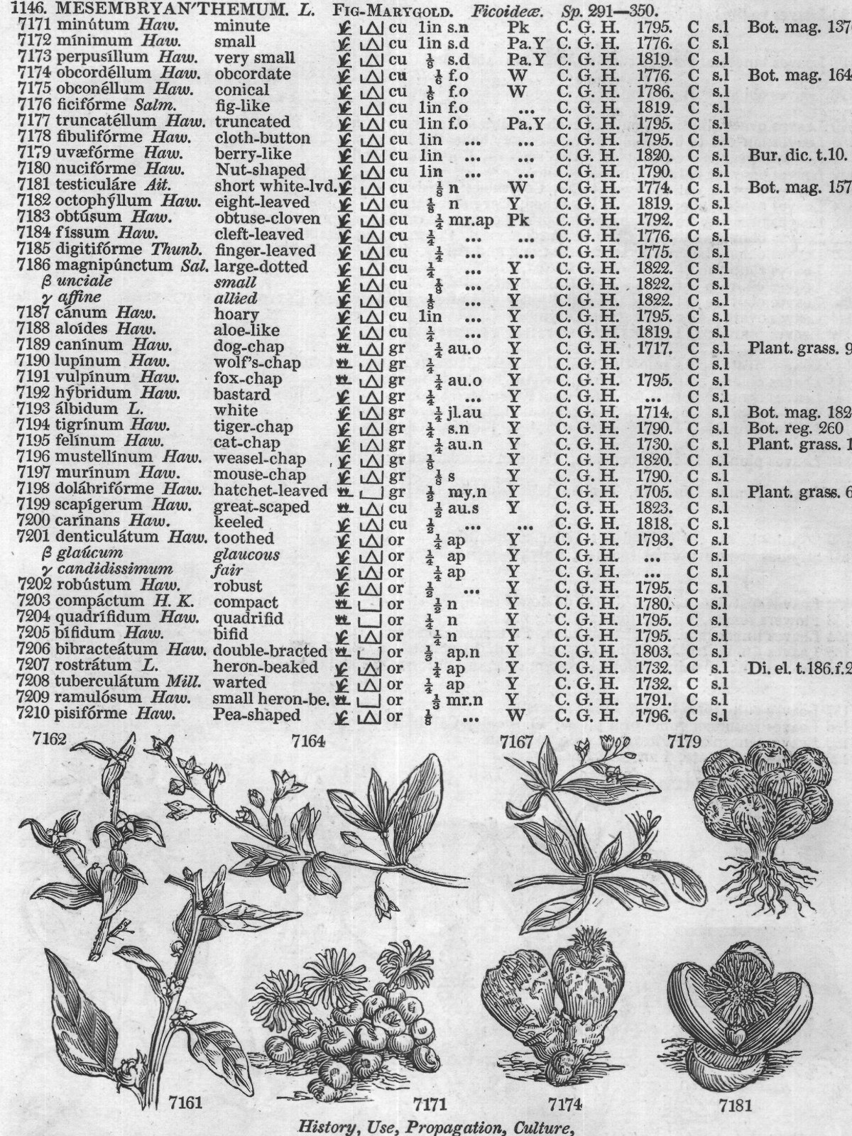 Ficoideæ (Sp jn jl R w W Indies Cr m La) — from Encyclopedia of Plants (1910)