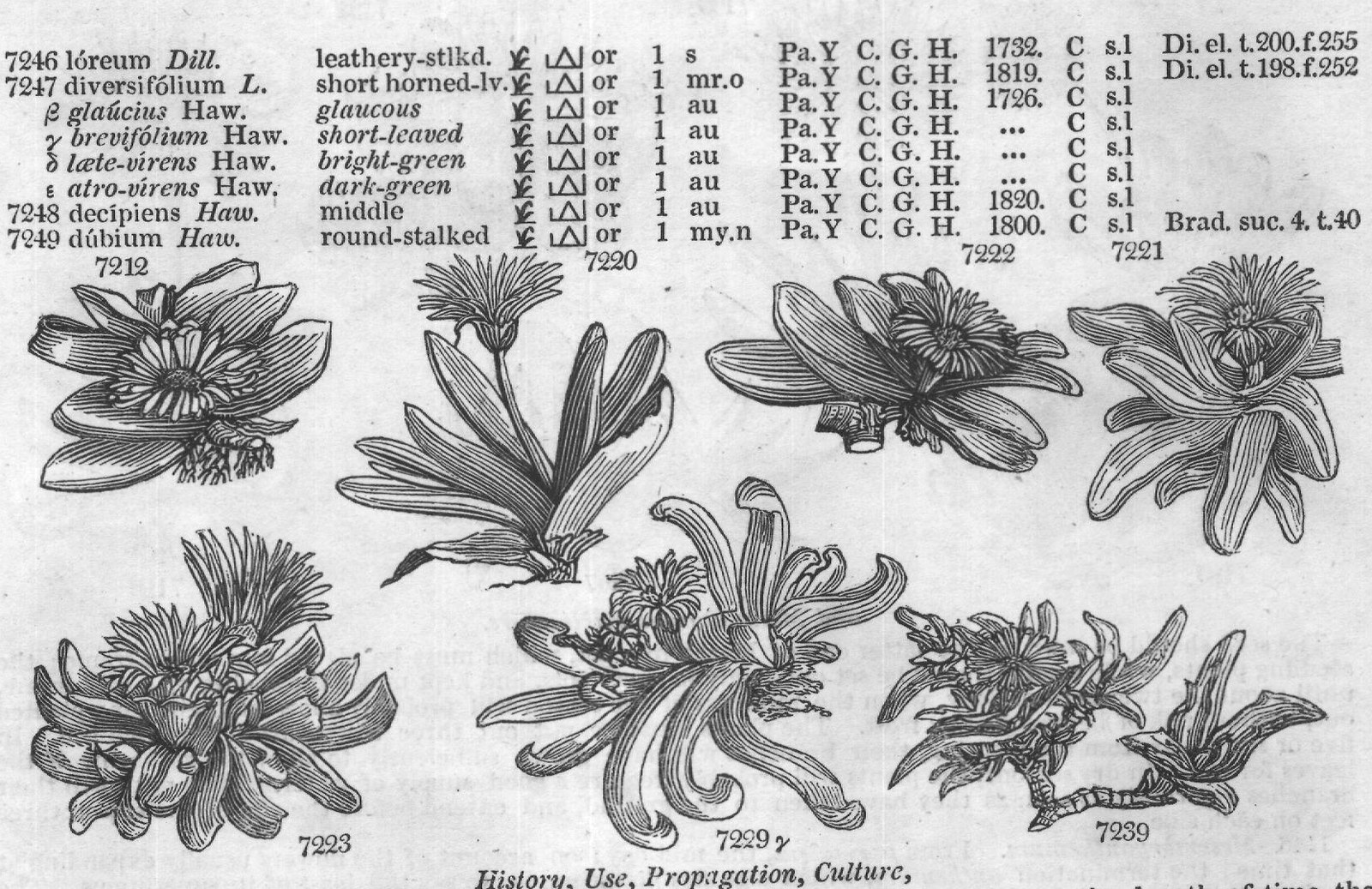Ficoideæ (Sp jn jl R w W Indies Cr m La) — from Encyclopedia of Plants (1910)