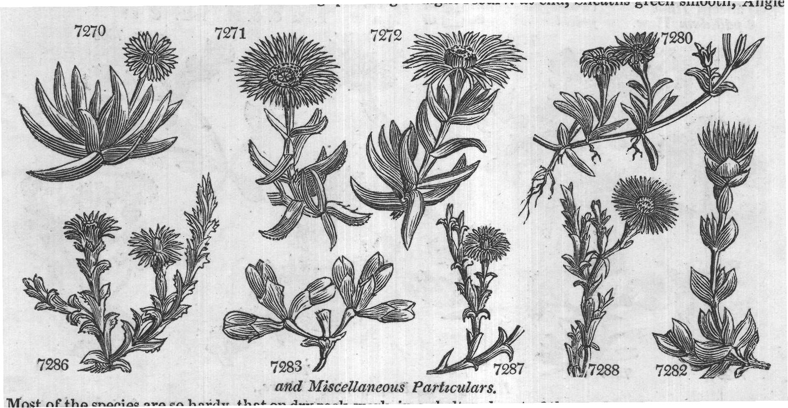 Ficoideæ (Sp jn jl R w W Indies Cr m La) — from Encyclopedia of Plants (1910)